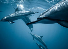 kaiyun-广东队客场击败四川队 收获队史职业联赛千胜